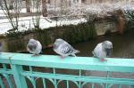 pigeons in Karlovy Vary